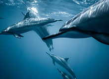 乐鱼体育app：引领你的专属体育新体验